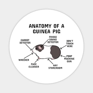 Anatomy of a Guinea Pig: Brown and White Magnet